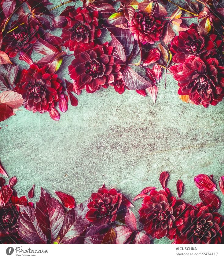 Dunkel rote Herbst Dahlien Hintergund Rahmen Stil Design Sommer Natur Pflanze Blume Blüte Dekoration & Verzierung Blumenstrauß Ornament Hintergrundbild Astern
