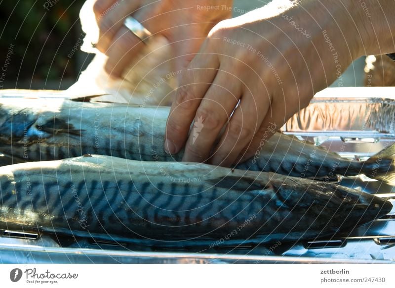 Fische säubern Ernährung Lebensmittel Makrele Tierhaut Hand Schneidebrett Manuelles Küchengerät Küchenpapier Finger Putztuch Textfreiraum Licht Schatten Wohnung