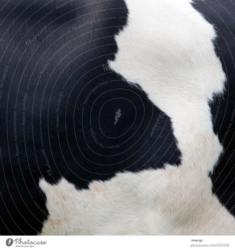 Q Tier Kuh einfach schwarz weiß Kuhfell Landwirtschaft Leder Farbfoto Außenaufnahme Nahaufnahme Muster Strukturen & Formen Menschenleer Textfreiraum links