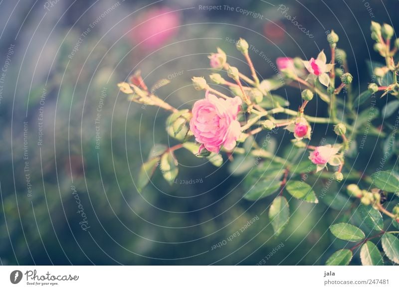 sah ein knab ein röslein stehn... Umwelt Natur Pflanze Blume Blatt Blüte Rose natürlich grün rosa Farbfoto Außenaufnahme Menschenleer Tag Schwache Tiefenschärfe