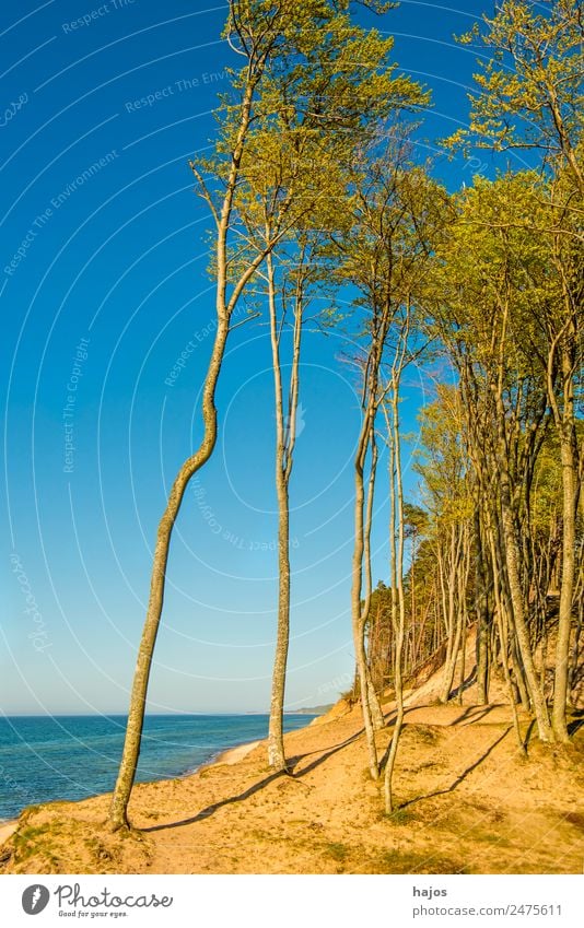 Strand an der polnischen Ostseeküste Natur Ferien & Urlaub & Reisen Tourismus Polen wild einsam natürlich Bäume Düne Me blau karibisch Himmel schön Oase