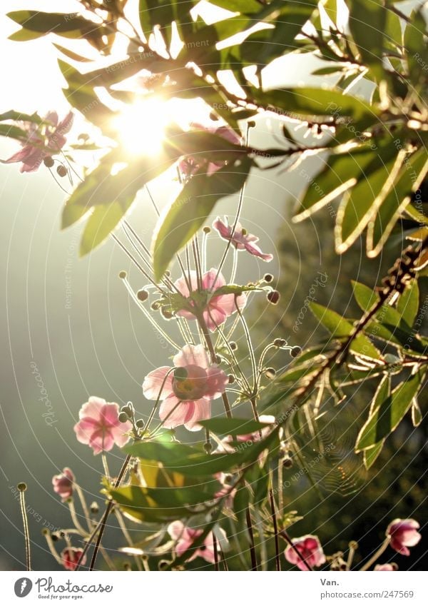 der Sonne entgegen² ruhig Umwelt Natur Pflanze Sommer Schönes Wetter Baum Blume Sträucher Blatt Blüte Grünpflanze Garten frisch hell schön Wärme grün rosa