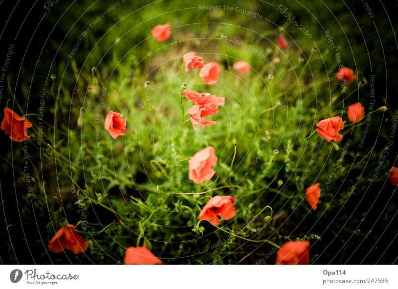 mehr Mohn Umwelt Natur Landschaft Pflanze Tier Sommer Schönes Wetter Blume Gras Sträucher Blatt Blüte Grünpflanze Nutzpflanze Garten Wiese Feld Blühend Wachstum