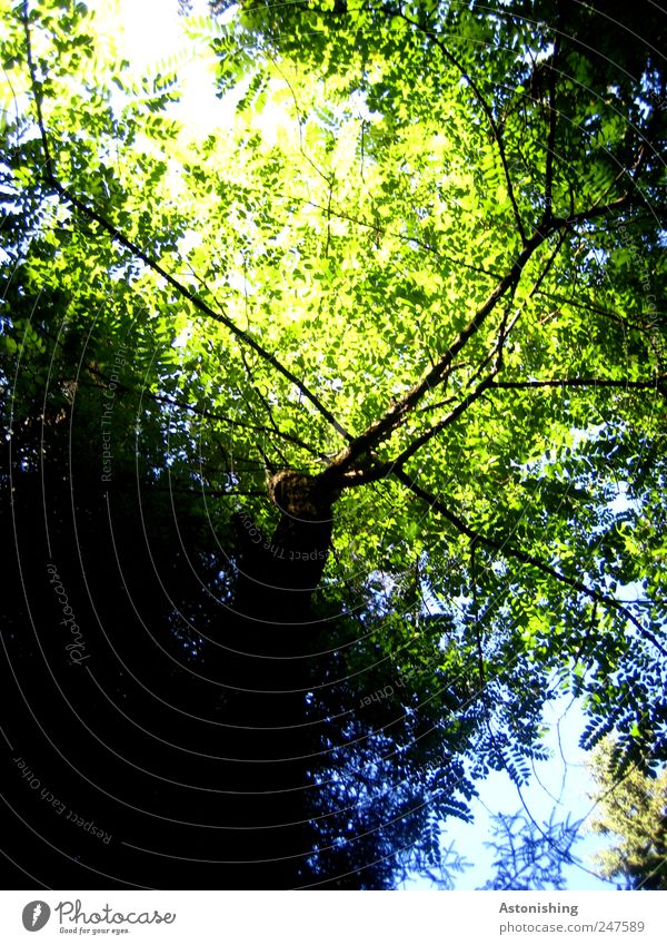 Blätterdach Umwelt Natur Pflanze Himmel Sommer Wetter Schönes Wetter Baum Blatt Wald hoch blau grün schwarz Laubbaum Ast Geäst Farbfoto Außenaufnahme