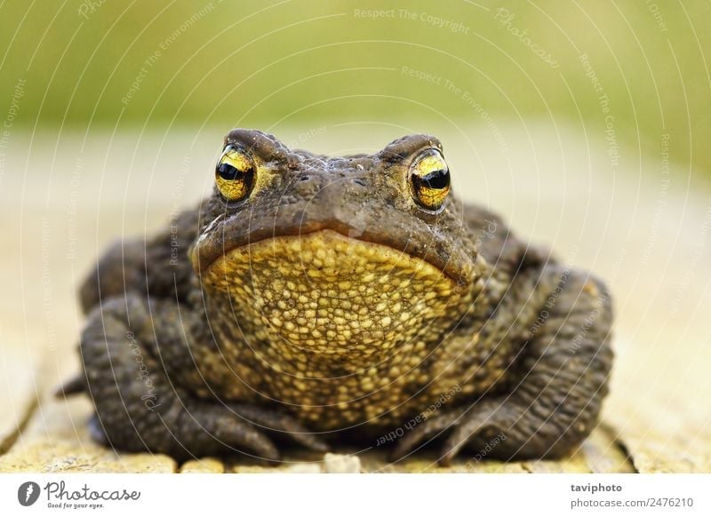 Frontansicht des süßen braunen Frosches schön Gesicht Natur Tier Holz stehen klein natürlich niedlich wild gefährlich Bufo allgemein Unke Europäer Tierwelt