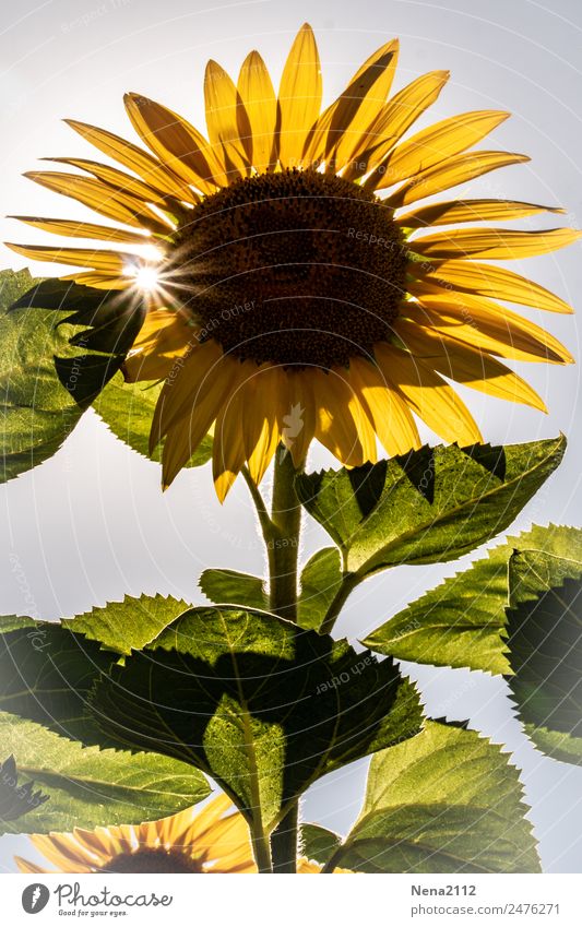 Let the sun shine Umwelt Natur Pflanze Schönes Wetter Blume Nutzpflanze Garten Park Feld groß heiß positiv Wärme gelb Sonnenblumenfeld Froschperspektive