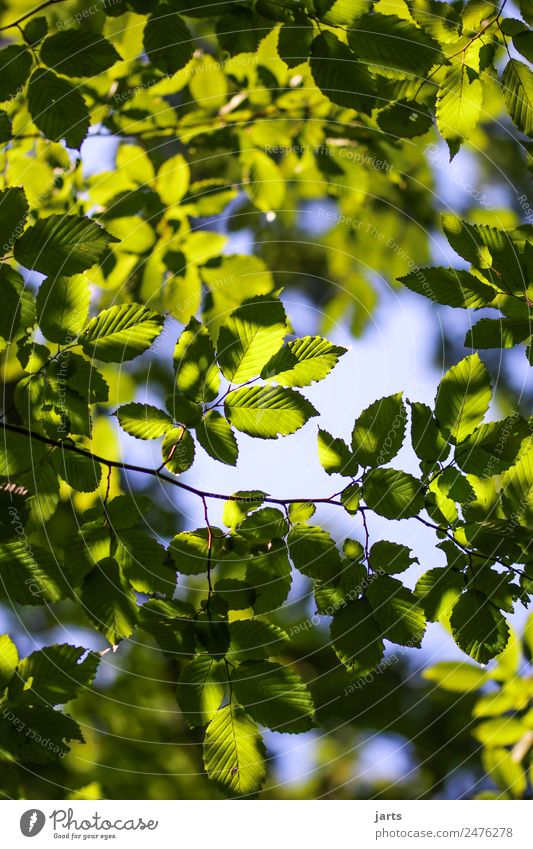 grün Natur Pflanze Himmel Schönes Wetter Baum Blatt Wald frisch hell natürlich Gelassenheit ruhig Farbfoto Außenaufnahme Menschenleer Textfreiraum links