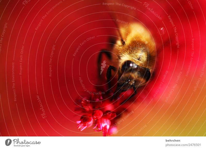 in rot gebettet Natur Pflanze Tier Sommer Blume Prachtspiere Garten Wiese Wildtier Biene Tiergesicht Flügel Insekt 1 fliegen Fressen schön Honig Nektar Pollen