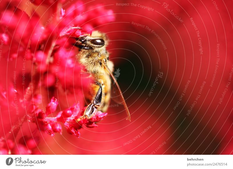 lebensart | nur vom feinsten naschen Natur Pflanze Tier Sommer Blume Blüte Wildtier Biene Tiergesicht Flügel 1 Blühend Duft fliegen Fressen schön rot Nektar