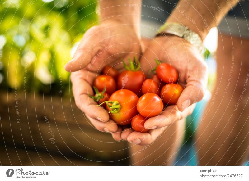 Urban Gardening | Tomato Love Lebensmittel Gemüse Salat Salatbeilage Ernährung Essen Picknick Bioprodukte Vegetarische Ernährung Gesunde Ernährung