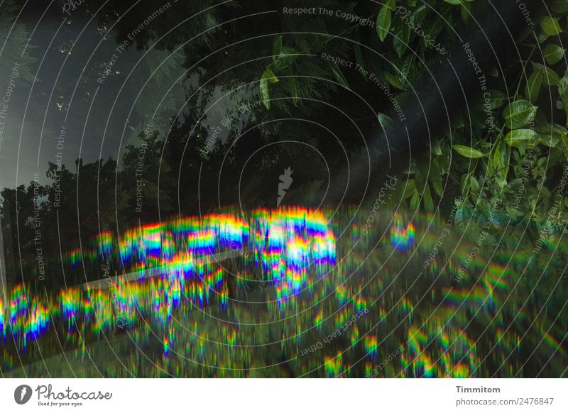 Nullachtfuffzehn | Prismabild Umwelt Natur Blatt Grünpflanze Garten Glas grün schwarz Spektralfarbe Oberfläche Reflexion & Spiegelung glänzend Farbfoto