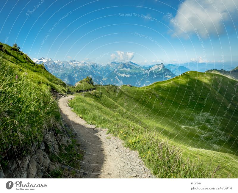 Gratwanderung Stops Schweiz Ferien & Urlaub & Reisen Tourismus Ausflug Abenteuer Ferne Freiheit Berge u. Gebirge wandern Umwelt Natur Landschaft Pflanze Tier