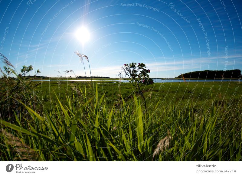 blau. weiß. grün. Umwelt Natur Landschaft Pflanze Wasser Himmel Horizont Sonne Sonnenlicht Sommer Klima Schönes Wetter Gras Sträucher Grünpflanze Schilfrohr