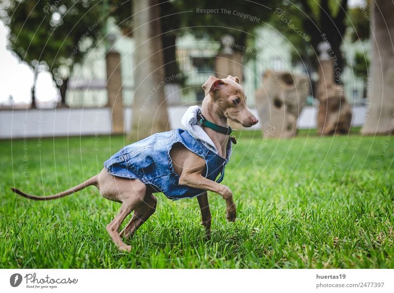 Kleiner italienischer Windhundhund Glück schön Freundschaft Natur Tier Garten Haustier Hund 1 frei Freundlichkeit Fröhlichkeit einzigartig lustig braun