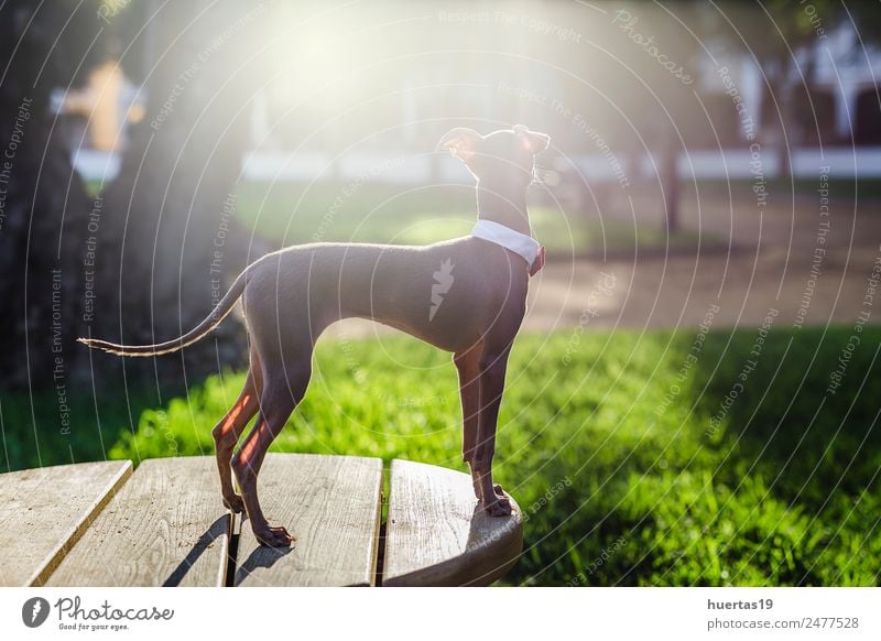 Kleiner italienischer Windhundhund Glück schön Freundschaft Natur Tier Park Haustier Hund 1 Freundlichkeit Fröhlichkeit lustig braun Italienisches Piccolo