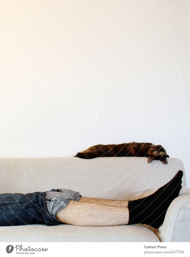 zusammen abhängen! maskulin Mann Erwachsene 1 Mensch Jeanshose Strümpfe Haustier Katze Tier Erholung genießen liegen schlafen Blick träumen Häusliches Leben