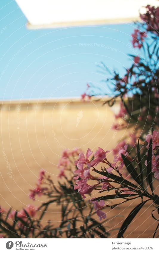 Oleander Umwelt Natur Pflanze Schönes Wetter Garten heiß Blume mediterran Blauer Himmel rosa Haus Wand Perspektive Blüte Blühend Marseille Panier Frankreich