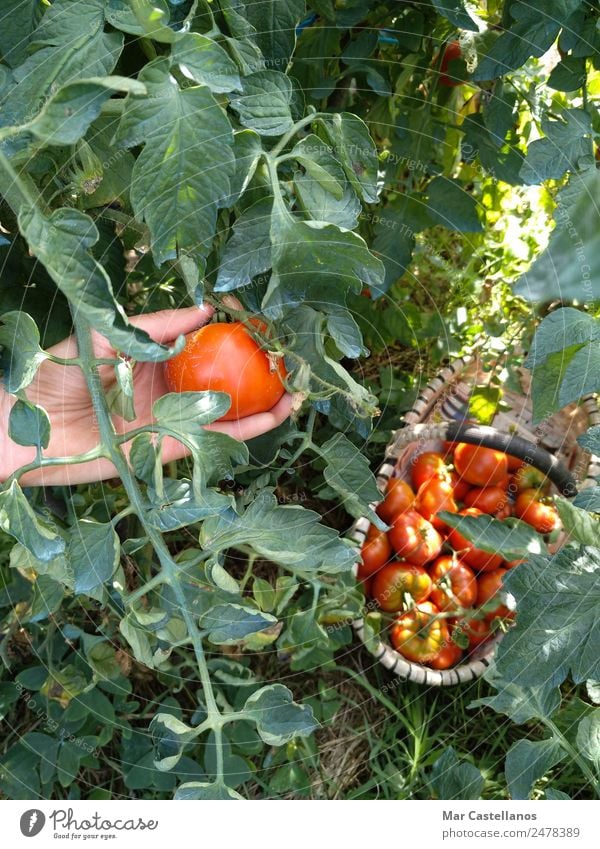 Tomatenernte im Obstgarten Gemüse Frucht Ernährung Vegetarische Ernährung Sommer Sonne maskulin Hand 1 Mensch Pflanze Nutzpflanze Dorf verkaufen natürlich grün
