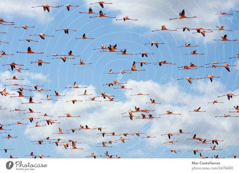 Rosa Flamingos fliegen durch den Himmel von Guajira Kolumbien. elegant exotisch schön harmonisch Ferien & Urlaub & Reisen Tourismus Ausflug Abenteuer Sommer