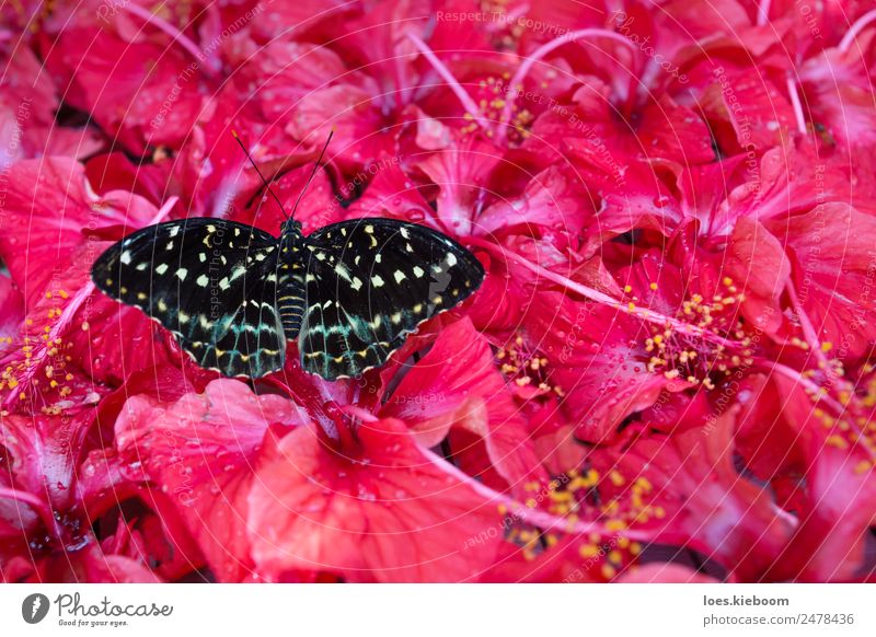 Black and white Butterfly sitting in Hibiskus blossoms Sommer Natur Pflanze exotisch Park Schmetterling gelb rosa butterfly Hibiscus flower antenna black insect
