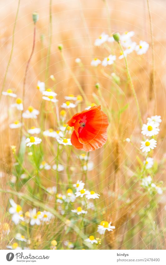 Mischkultur Pflanze Sommer Schönes Wetter Blume Nutzpflanze Mohnblüte Kamille Kamillenblüten Getreidefeld Feld Blühend Duft authentisch Freundlichkeit