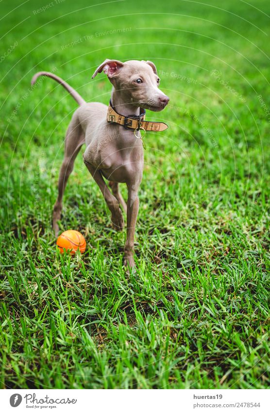 Kleiner italienischer Windhund-Hund Glück schön Freundschaft Natur Tier Haustier 1 frei Freundlichkeit Fröhlichkeit lustig braun Italienisches Piccolo Whippet