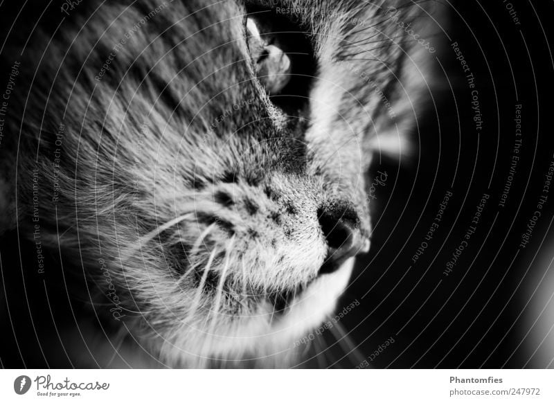 Grisu Tier Haustier Katze Tiergesicht 1 Natur Schwarzweißfoto Außenaufnahme Makroaufnahme Froschperspektive Wegsehen