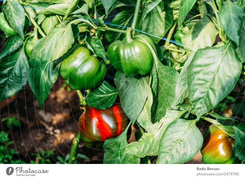 Paprika Capsicum wächst im Gewächshaus Pfeffer Wachstum Bauernhof Pflanze süß grün Natur rot Landwirtschaft Gesundheit Glocke organisch Lebensmittel Garten