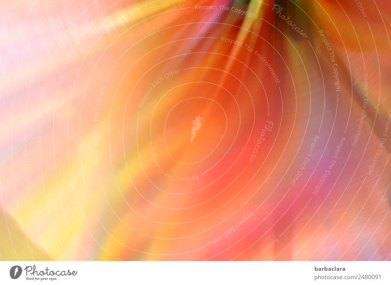 Spiel mit Wind und Farben Spielen Dekoration & Verzierung Windrad Bewegung drehen hell Geschwindigkeit Stimmung Freude ästhetisch Sinnesorgane Farbfoto