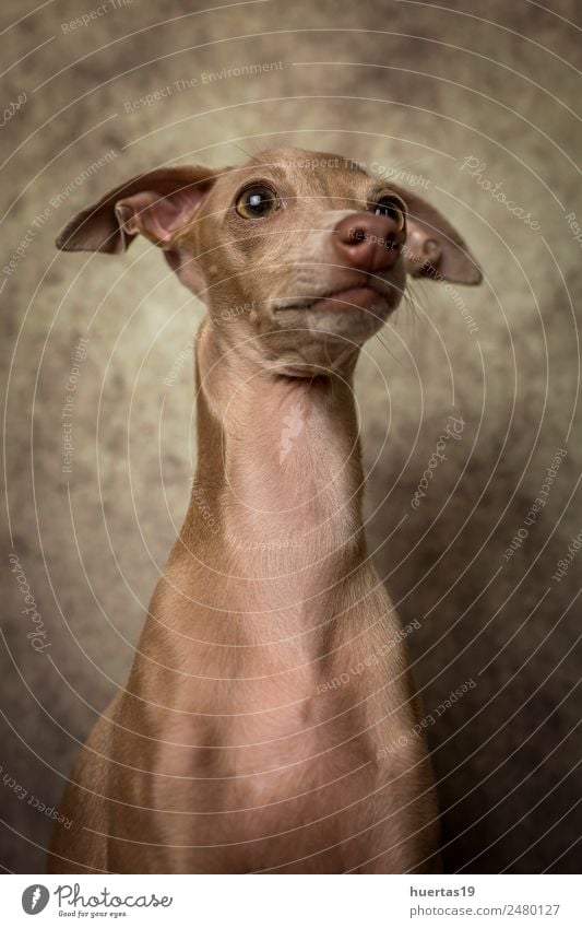 Studio-Porträt des kleinen italienischen Windhundes. Glück schön Freundschaft Natur Tier Haustier Hund 1 Freundlichkeit Fröhlichkeit lustig niedlich braun