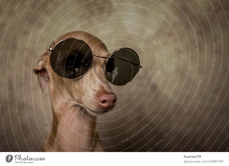 Studio-Porträt des kleinen italienischen Windhundes Glück schön Freundschaft Natur Tier Sonnenbrille Haustier Hund 1 Freundlichkeit Fröhlichkeit lustig braun