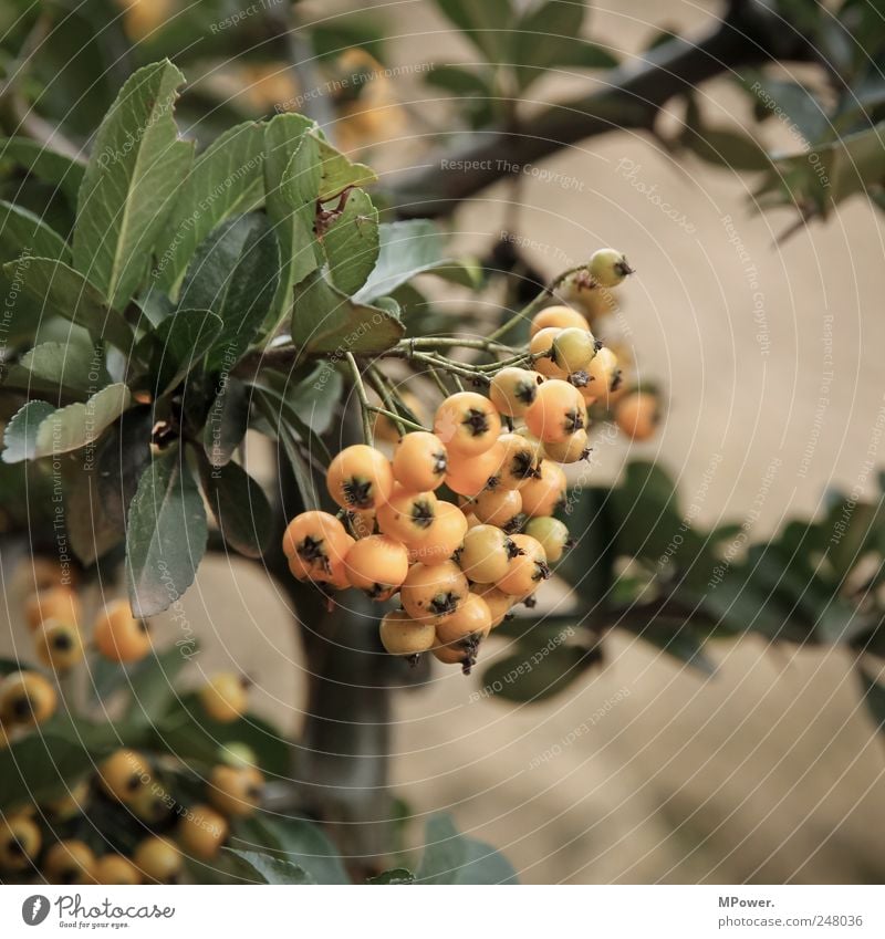 Vogelbeeren Beeren orange Blatt Sträucher Baum Frucht Ast Nahaufnahme Vitamin Gift