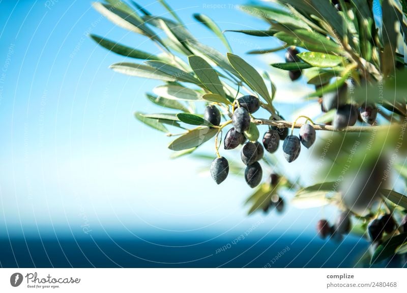 Olivenzweig am Meer in Griechenland Lebensmittel Frucht Öl Ernährung Bioprodukte Italienische Küche Stil schön Gesundheit Gesunde Ernährung