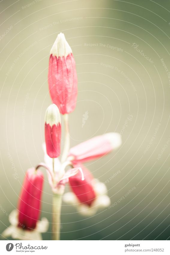 Für dich Natur Pflanze Blume Blatt Blüte Wildpflanze außergewöhnlich positiv schön rosa rot Lebensfreude ästhetisch einzigartig exotisch Farbe retro