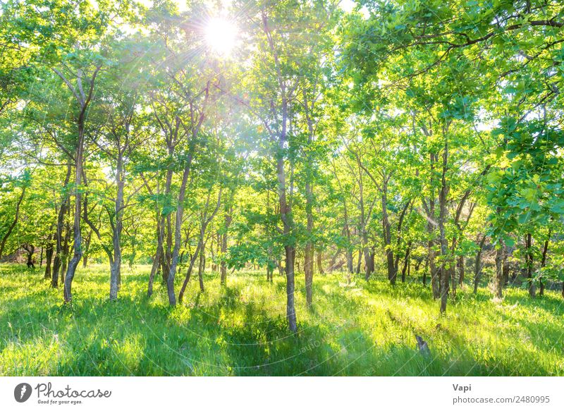Panoramalandschaft mit grünem Wald schön Sommer Sommerurlaub Sonne Umwelt Natur Landschaft Pflanze Sonnenaufgang Sonnenuntergang Sonnenlicht Frühling