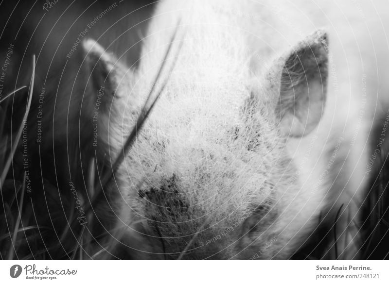 schweinchen. Wiese Tier Nutztier Zoo Schwein Ferkel 1 dreckig Gefühle Borsten Schwarzweißfoto Außenaufnahme Menschenleer Licht Schatten Kontrast Tierporträt