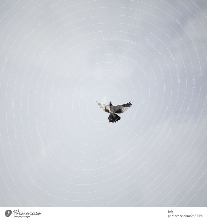 täubchen Himmel Tier Vogel Taube 1 fliegen blau grau weiß Farbfoto Außenaufnahme Menschenleer Textfreiraum links Textfreiraum rechts Textfreiraum oben