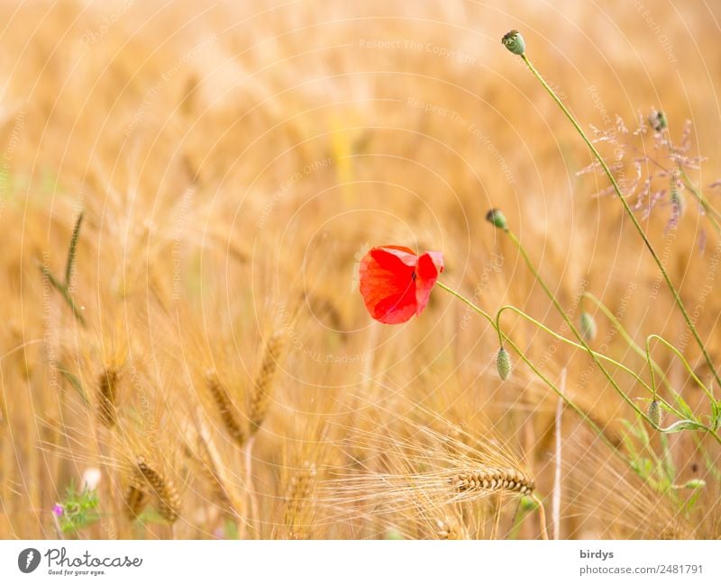 Mohnblume im Getreidefeld Landwirtschaft Forstwirtschaft Sommer Schönes Wetter Nutzpflanze Mohnblüte Mohnkapsel Feld Blühend Freundlichkeit positiv schön gelb