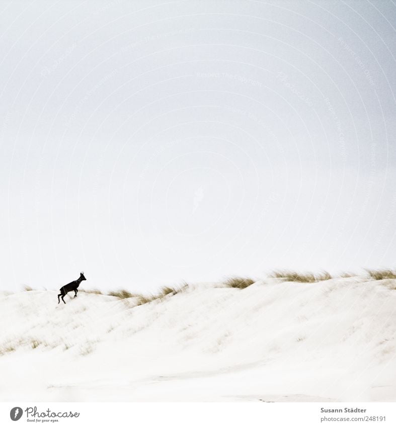 Spiekeroog | Wildnis Pflanze Tier Sand Nordsee Insel Wildtier Fährte 1 Tierjunges Reh Rehkitz Stranddüne Freiheit Dünengras laufen flüchten Außenaufnahme Tag