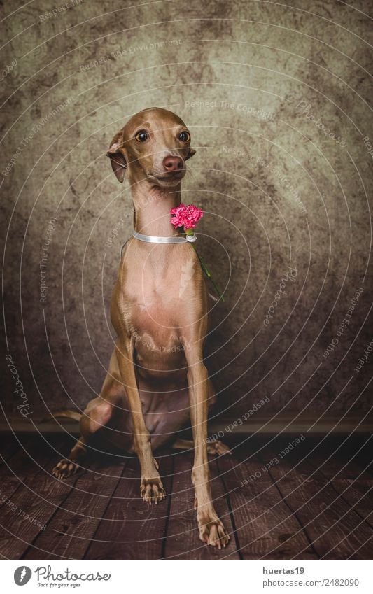 Studio-Porträt des kleinen italienischen Windhundes. Glück schön Freundschaft Natur Tier Haustier Hund Freundlichkeit Fröhlichkeit lustig niedlich braun