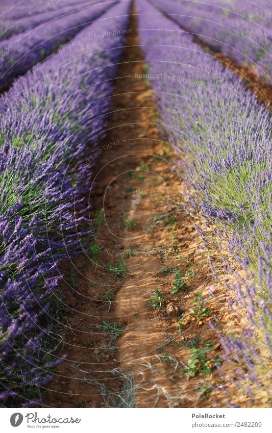 #A# la lavande Kunst ästhetisch Landschaft Landschaftsformen Landschaftgemälde Lavendel Lavendelfeld Lavendelernte Frankreich Provence Landwirtschaft violett