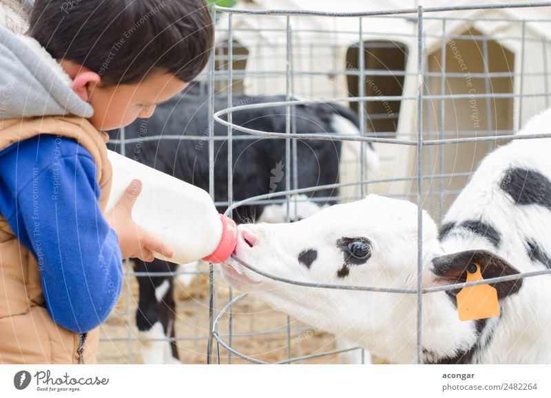 Kleine Babykuh füttert aus der Milchflasche. trinken Flasche Kind Mensch maskulin Junge 1 Tier Nutztier Kuh Tiergesicht füttern landwirtschaftlich Ackerbau Wade