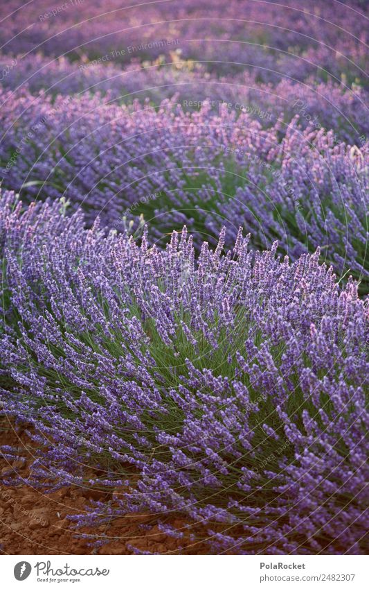 #A# Lavendelsonne Umwelt Natur Landschaft ästhetisch Lavendelfeld Lavendelernte Frankreich Provence violett Feld Landschaftsarchitektur Blühend