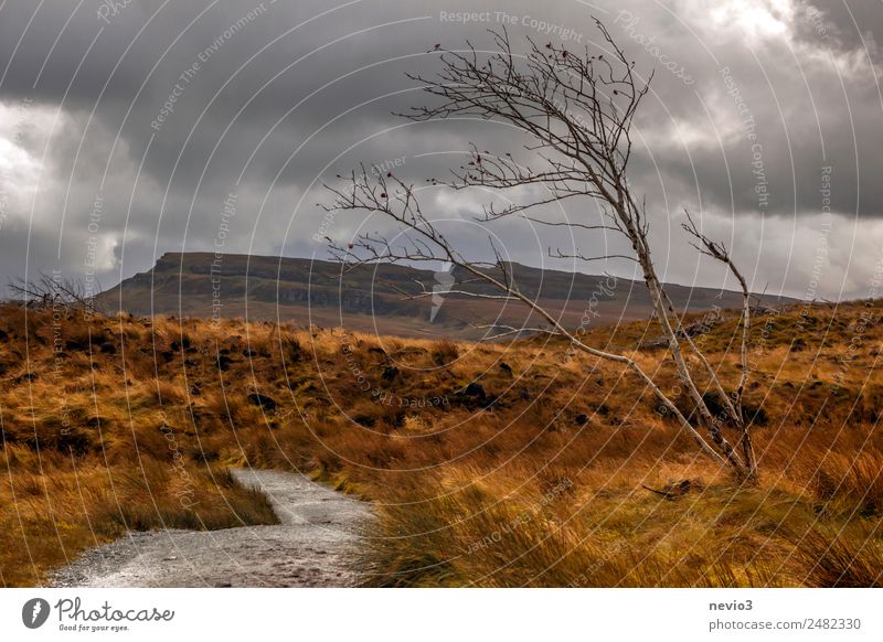 Einzelner kahler Baum im schottischen Hochland Landschaft Wiese Feld orange Laubbaum Herbst herbstlich Hochebene Schottland Berge u. Gebirge Hügel Grasland