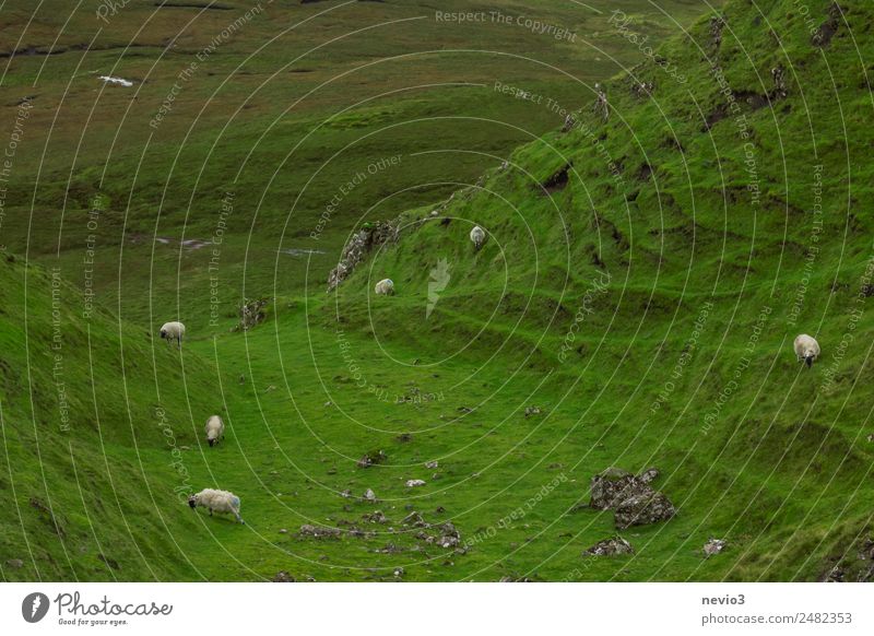 Schafe weiden auf einem Hügel auf der Isle of Skye in Schottland Tier Nutztier Wildtier Tiergruppe Herde grün Hochebene Berge u. Gebirge Schafherde