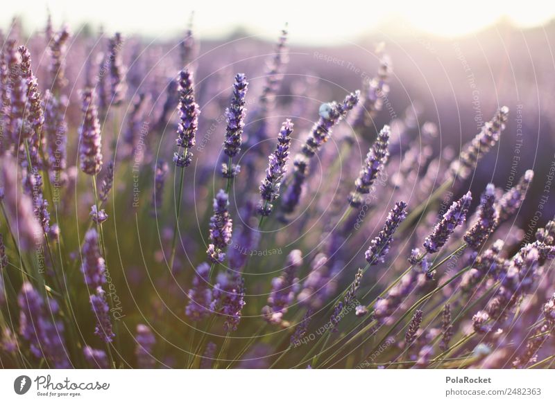 #A# Lavendel Sonne Umwelt Natur Landschaft Pflanze ästhetisch Lavendelfeld Lavendelernte Frankreich Provence violett Blühend Blühende Landschaften viele Duft