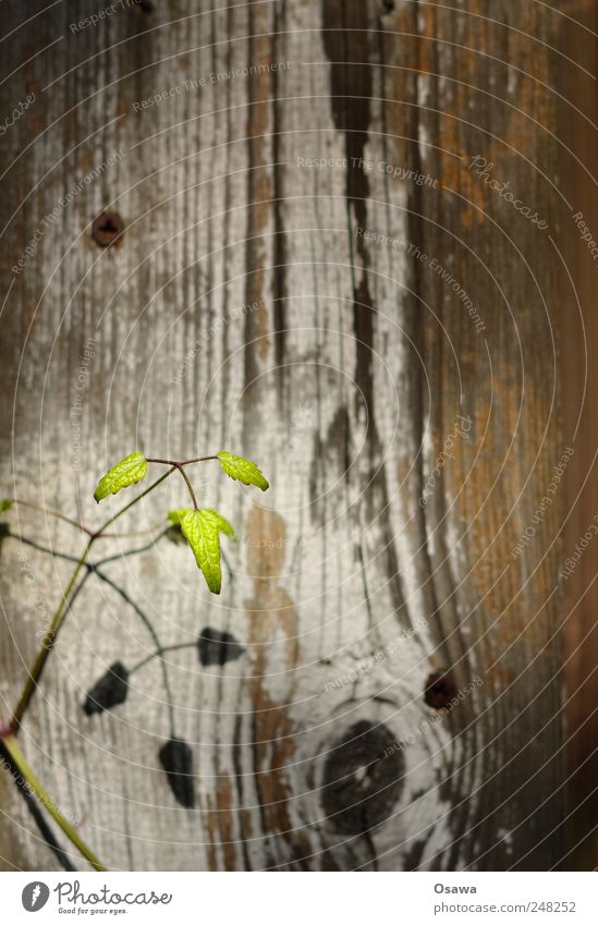 Pflänzchen Pflanze Blatt grün Zweig Trieb Hintergrundbild Holz Holzbrett Schiffsplanken Zaun Maserung Astloch Schatten Schlagschatten klein zart zerbrechlich
