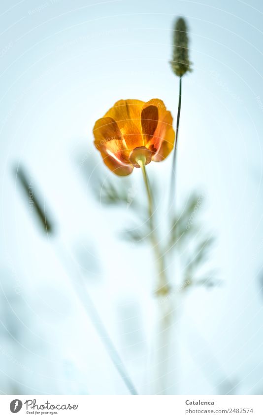 Mohnblüte aus der Froschperspektive Natur Pflanze Himmel Sommer Blume Gras Blatt Blüte Gräserblüte Garten Wiese Blühend verblüht schön blau grün orange Stimmung