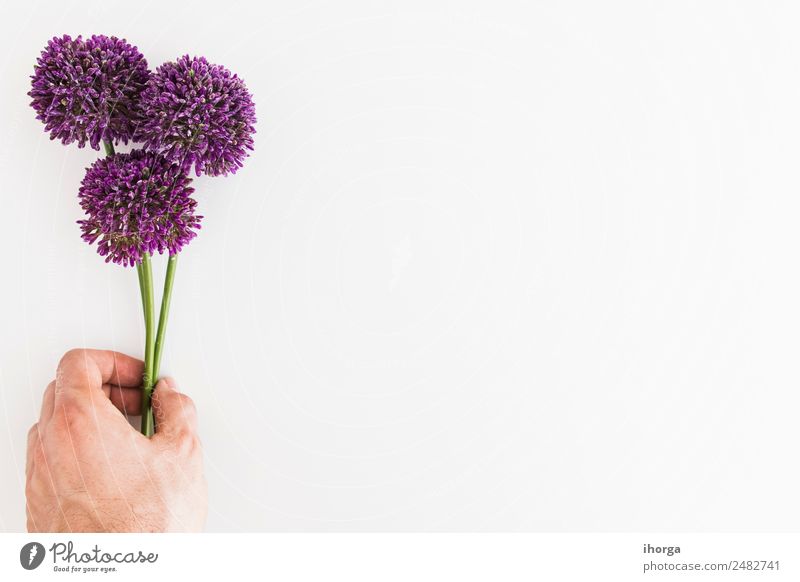 Allium isoliert auf weißem Hintergrund mit menschlicher Hand Kräuter & Gewürze elegant schön Garten Dekoration & Verzierung Finger 1 Mensch Natur Pflanze Blume