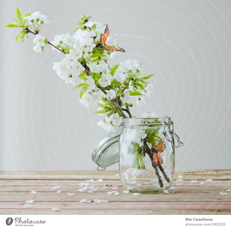 Kirschblütenzweig mit Schmetterlingsornamenten im Glasbehälter Design schön harmonisch Innenarchitektur Dekoration & Verzierung Tisch Natur Pflanze Baum Blume
